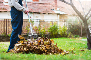 Feuilles